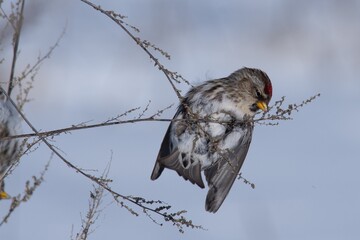 Wall Mural - hawk on a branch