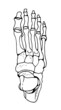 Bones of the human foot, vector hand drawn illustration isolated on a white background, orthopedics medicine anatomy sketch