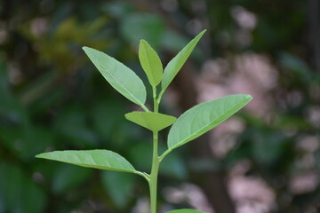  close up of leaves