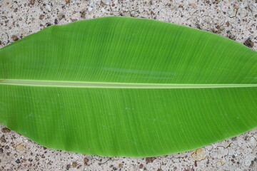 Banana leaf. green background. banana texture.