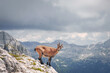 © Alevtina - mountain goat on a steep slope in the Italian Alps