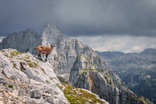 Mountain Goat On A Steep Slope In The Italian Alps