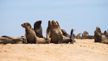 Colony Of Fur Seals Made A Rookery On The Sand