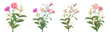 Set tender bouquet with carnation, jasmine. White, pink flowers on white background. Collection for Mother's Day, Victory Day. Digital realistic illustration in watercolor style. Panoramic view vector