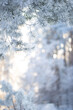 Beautiful winter background with snow-covered tree branches and bokeh