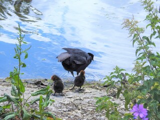 Wall Mural - Coot stands on the shore of the lake with two young coots