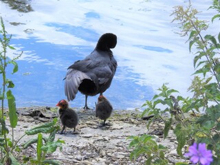 Wall Mural - Coot stands on the shore of the lake with two young coots