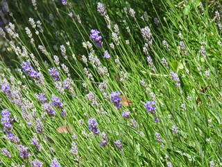 Wall Mural - Purple heather flowers in an oblique perspective