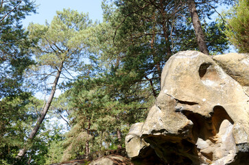 Wall Mural - Denecourt hiking path 1, Mont Ussy in Fontainebleau forest