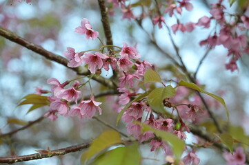 Wall Mural - Himalayan wild cherry or Sokolov sour cherry blooming in early winter on a bright blue sky background. Flowers come in many colors, whether it is pink,  red pink, red or white. (Sakura in Thailand)
