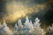 The sun illuminates a blowing cloud of snow behind fir trees in the Blue Ridge Mountains on North Carolina.