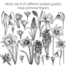 Vector Illustration Of A Set Of 23 Isolated Graphic Linear Primrose Flowers. Snowdrops, Muscari, Hyacinths, Crocuses, Daffodils, Brunner
