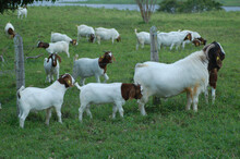 Boer Goat With Kids On The Farm	