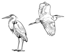 Heron Sketch. Vector Illustration Of Birds Isolated On White Background.
