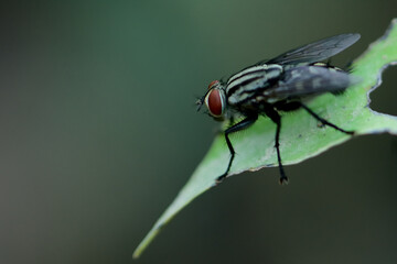 fly on leaf,dirty insect perched on leaf