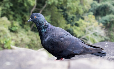 Poster - One Pigeon in the rocks of unakoti, tripura looking in the camera. The Pigeon is resting in the rock