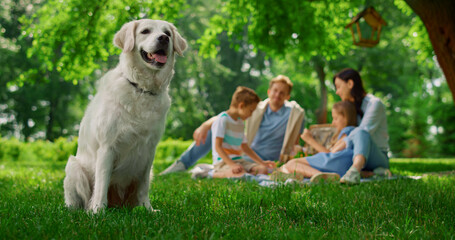 Wall Mural - Joyful dog seated near family picnic. Happy labrador on nature close up.