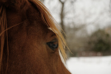 Wall Mural - Sorrel mare horse eye close up during winter with blurred background of snow.