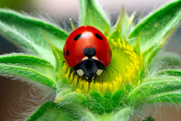 Beautiful ladybug on leaf defocused background