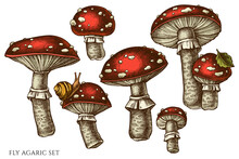 Forest Mushrooms Hand Drawn Vector Illustrations Collection. Colored Fly Agaric.