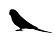 Silhouette of a budgie