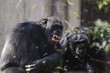 Two male chimpanzees with aggressive expression throwing grass