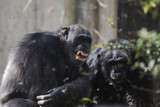 Fototapeta Zwierzęta - Two male chimpanzees with aggressive expression throwing grass