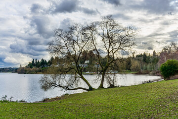 Shoreline_On_Seattle_Lake 2