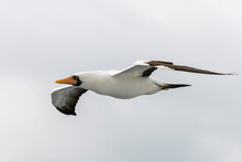 Flying Gannet - Large Seabird With Mainly White Plumage