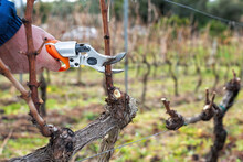 Close-up Of A Vine Grower Hand. Prune The Vineyard With Professional Battery-powered Electric Scissors. Traditional Agriculture. Winter Pruning, Cordon Spurred Method. 
