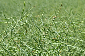 Wall Mural - On the plant are pods winter crops of rape