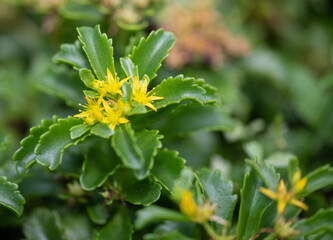 yellow flower in the garden