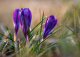 Fototapeta Kwiaty - niebieskie krokusy wiosenne kwiaty na zielonej łące
