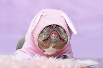 Wall Mural - Funny French Bulldog dog wearing pink Easter bunny costume  hoodie covering eyes