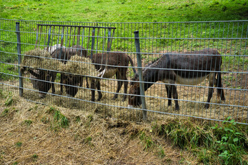 Wall Mural - The four donkeys grazing in the zoo