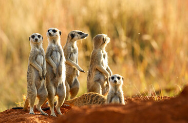 Wall Mural - Meerkat, Addo Elephant National Park