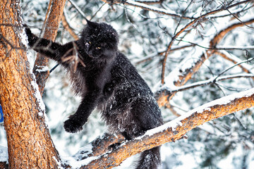 A very nice black maine coon cat sitting on a tree in a winter snowy forest. Cold frosty weather.