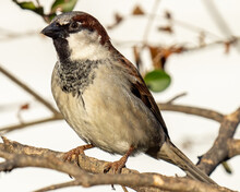 House Sparrow On A Perch