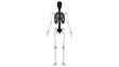Human Skeleton Axial Skeleton Anatomy 3D