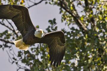 Poster - Bald eagle at White Rock Lake, Dallas, Texas.