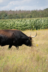 Sticker - A side view of a black bull grazing in the meadow