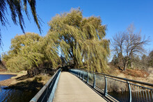 Willow Trees Over Bridge