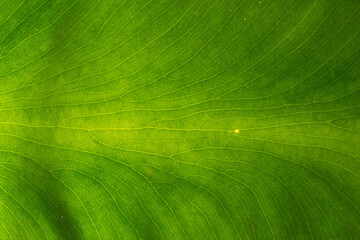 green leaf veins textures for backgrounds and wallpaper. texture background. abstract background. ma