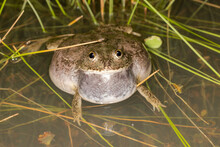Australian Water Holding Frog Calling  With Vocal Sac Inflated