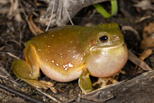 Australian Green Tree Frog Calling Showing Inflated Vocal Sac
