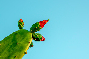 Canvas Print - cactus flower