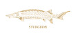 vector golden hand drawn sturgeon on white background