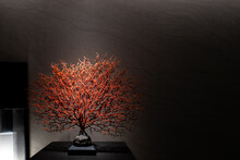 Japanese Red Bonsai Tree Art Display On The Black Wooden Table With Grey Wall Decoration In Luxury Hotel Room