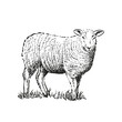 Hand drawn illustration of sheep. Sketch style farm animal