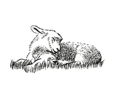 Lamb Art Free Stock Photo - Public Domain Pictures